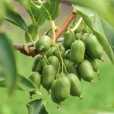 Actinidia arguta ´Issai´