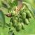 Actinidia arguta ´Issai´