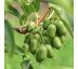 Actinidia arguta ´Issai´ Ø13 / 1L