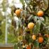 Diospyros Kaki (Hurmikaki) ´Ragno´