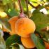 Diospyros Kaki (Hurmikaki) ´Ragno´