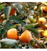 Diospyros Kaki (Hurmikaki) ´Ragno´