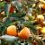 Diospyros Kaki (Hurmikaki) ´Ragno´