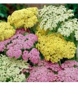 Achillea millefolium ´Summer Pastels´
