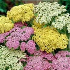 Achillea millefolium ´Summer Pastels´