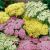 Achillea millefolium ´Summer Pastels´