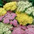 Achillea millefolium ´Summer Pastels´