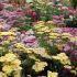 Achillea millefolium ´Summer Pastels´