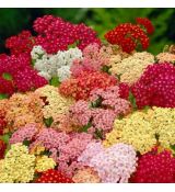 Achillea millefolium ´Summer Pastels´