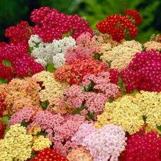 Achillea millefolium ´Summer Pastels´