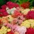Achillea millefolium ´Summer Pastels´