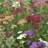 Achillea millefolium ´Summer Pastels´