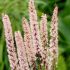Actaea simplex ´Pink Spike´