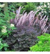 Actaea simplex ´Pink Spike´