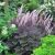 Actaea simplex ´Pink Spike´