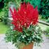Astilbe x arendsii ´Fanal´