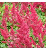 Astilbe x arendsii ´Fanal´