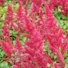 Astilbe x arendsii ´Fanal´