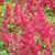 Astilbe x arendsii ´Fanal´
