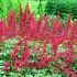 Astilbe x arendsii ´Fanal´