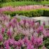 Astilbe x arendsii ´Gloria Purpurea´
