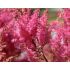 Astilbe x arendsii ´Gloria Purpurea´