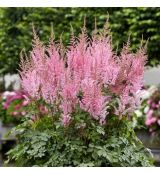 Astilbe x arendsii ´Gloria Purpurea´