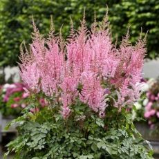 Astilbe x arendsii ´Gloria Purpurea´
