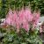 Astilbe x arendsii ´Gloria Purpurea´