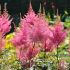 Astilbe x arendsii ´Gloria Purpurea´