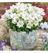 Campanula carpatica ´Weisse Clips´