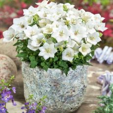 Campanula carpatica ´Weisse Clips´