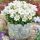 Campanula carpatica ´Weisse Clips´