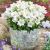Campanula carpatica ´Weisse Clips´