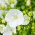 Campanula carpatica ´Weisse Clips´