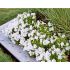 Campanula carpatica ´Weisse Clips´