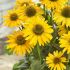 Echinacea purp. 'Sunseekers Yellow'