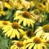 Echinacea purp. 'Sunseekers Yellow'