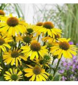 Echinacea purp. 'Sunseekers Yellow'