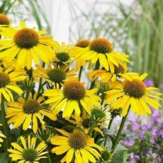 Echinacea purp. 'Sunseekers Yellow'