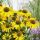 Echinacea purp. 'Sunseekers Yellow'