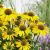 Echinacea purp. 'Sunseekers Yellow'