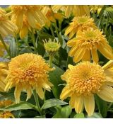 Echinacea purp. 'Delightful Gold´