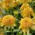 Echinacea purp. 'Delightful Gold´