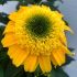 Echinacea purp. 'Delightful Gold´