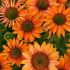 Echinacea purp. 'Prima Ginger´®