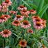 Echinacea purp. 'Prima Ginger´®