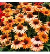 Echinacea purp. 'Prima Ginger´®