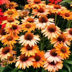 Echinacea purp. 'Prima Ginger´®
