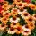 Echinacea purp. 'Prima Ginger´®